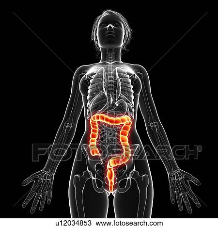 Drawing - Female anatomy, artwork. Fotosearch