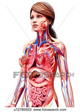 Drawing - Female anatomy, artwork. Fotosearch