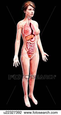 Drawing - Female anatomy, artwork. Fotosearch