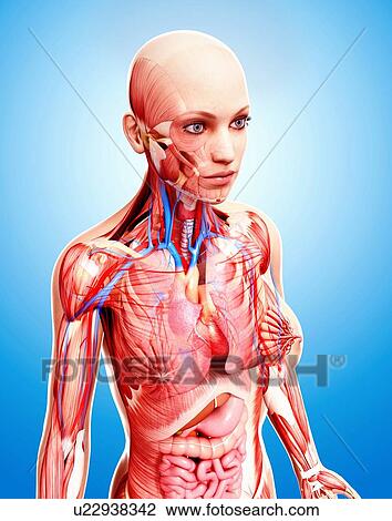 Female anatomy, artwork View Large Illustration Drawing - Female anatomy, artwork. Fotosearch