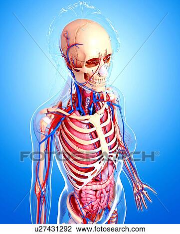 Female anatomy, artwork View Large Illustration Drawing - Female anatomy, artwork. Fotosearch