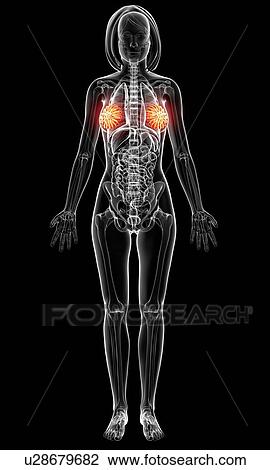 Female anatomy, artwork View Large Illustration Drawing - Female anatomy, artwork. Fotosearch