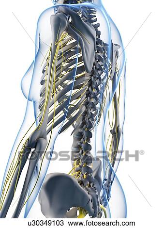 Drawing - Female anatomy, artwork. Fotosearch