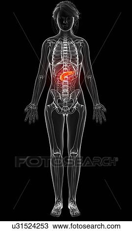 Drawing - Female anatomy, artwork. Fotosearch