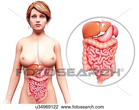 Female anatomy, artwork View Large Illustration Drawing - Female anatomy, artwork. Fotosearch