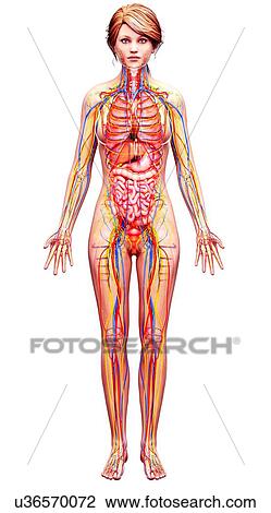Female anatomy, artwork View Large Illustration Drawing - Female anatomy, artwork. Fotosearch