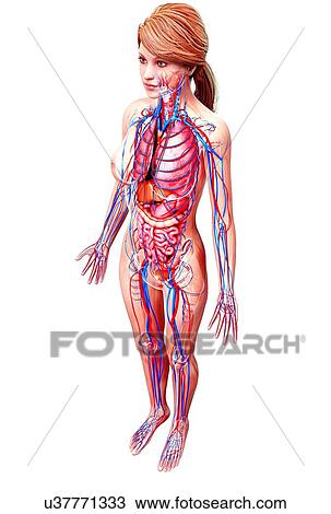 Female anatomy, artwork Drawing | u37771333 | Fotosearch