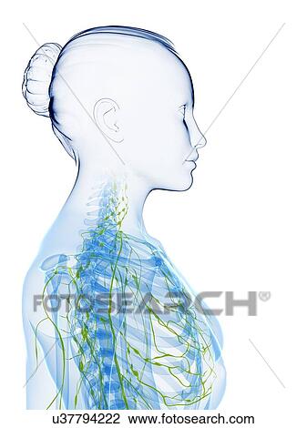 Female anatomy, artwork Drawing | u37794222 | Fotosearch