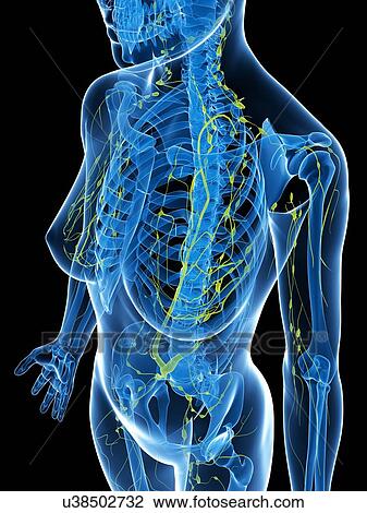 Drawing - Female anatomy, artwork. Fotosearch