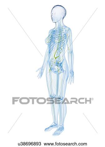 Female anatomy, artwork View Large Illustration Drawing - Female anatomy, artwork. Fotosearch
