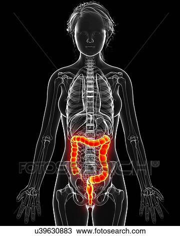 Female anatomy, artwork View Large Illustration Drawing - Female anatomy, artwork. Fotosearch