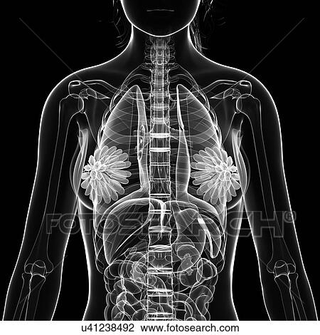 Female anatomy, artwork View Large Illustration Drawing - Female anatomy, artwork. Fotosearch
