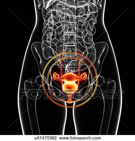 Female anatomy, artwork View Large Illustration Drawing - Female anatomy, artwork. Fotosearch