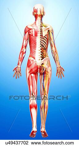 Drawing - Female anatomy, artwork. Fotosearch