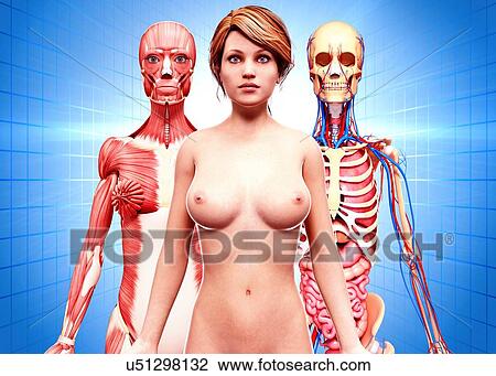 Female anatomy, artwork View Large Illustration Drawing - Female anatomy, artwork. Fotosearch