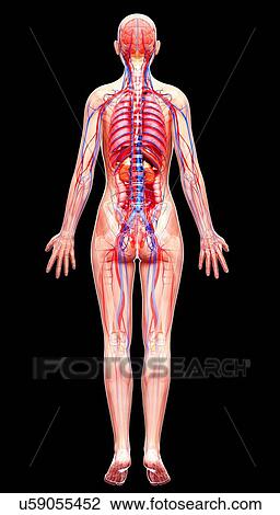 Female anatomy, artwork View Large Illustration Drawing - Female anatomy, artwork. Fotosearch