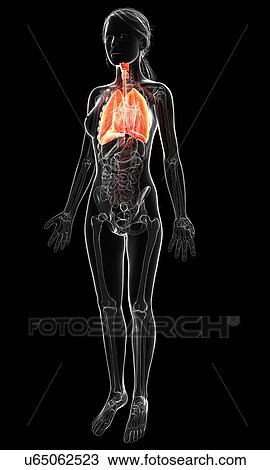 Drawing - Female anatomy, artwork. Fotosearch