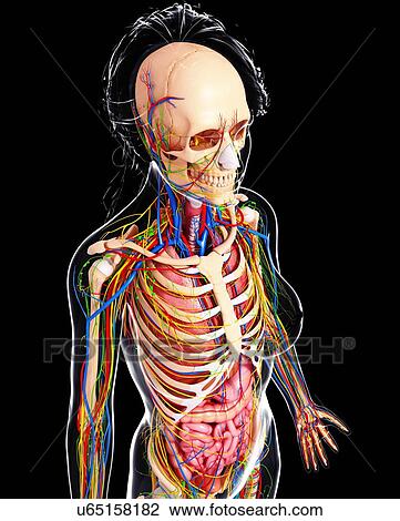 Female anatomy, artwork View Large Illustration Drawing - Female anatomy, artwork. Fotosearch