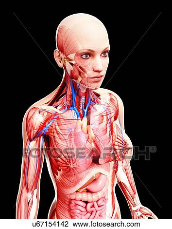 Drawing - Female anatomy, artwork. Fotosearch