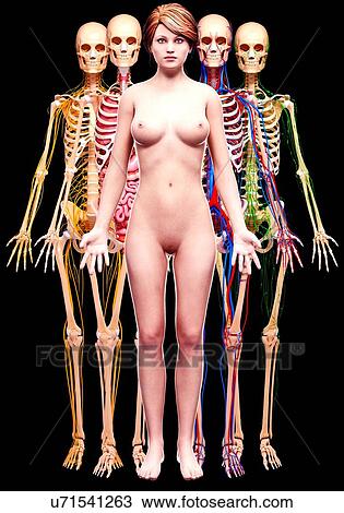 Female anatomy, artwork View Large Illustration Drawing - Female anatomy, artwork. Fotosearch