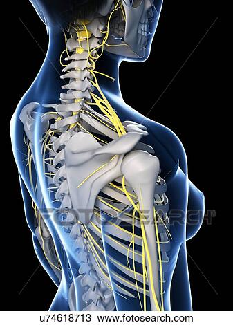 Drawing - Female anatomy, artwork. Fotosearch