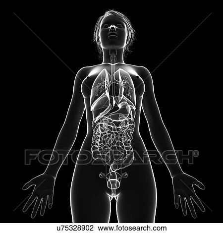 Drawing - Female anatomy, artwork. Fotosearch