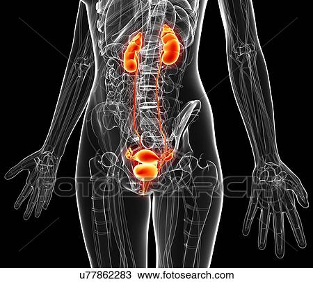Drawing - Female anatomy, artwork. Fotosearch