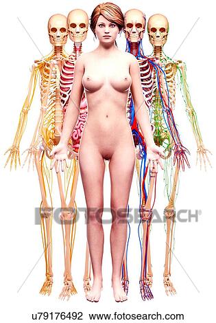 Drawing - Female anatomy, artwork. Fotosearch