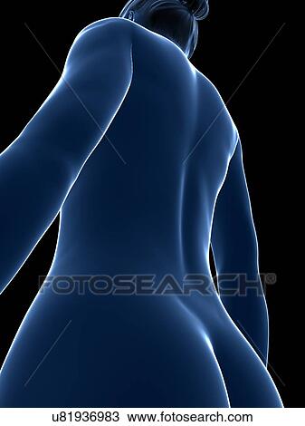 Drawing - Female anatomy, artwork. Fotosearch