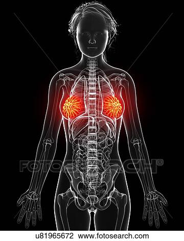 Drawing - Female anatomy, artwork. Fotosearch