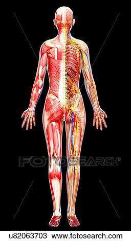Drawing - Female anatomy, artwork. Fotosearch