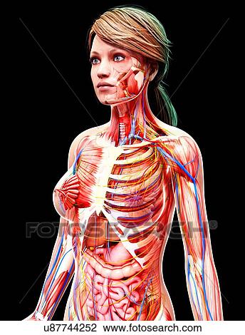 Drawing - Female anatomy, artwork. Fotosearch