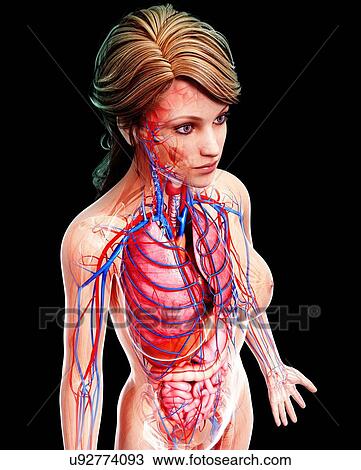 Female anatomy, artwork View Large Illustration Drawing - Female anatomy, artwork. Fotosearch