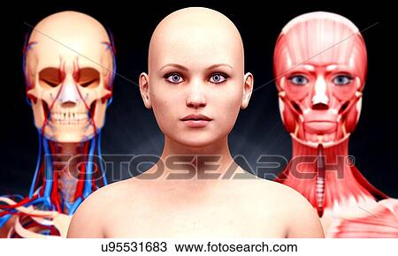 Female anatomy, artwork View Large Illustration Drawing - Female anatomy, artwork. Fotosearch