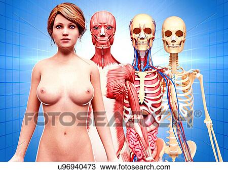 Drawing - Female anatomy, artwork. Fotosearch