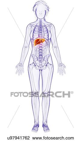 Female anatomy, artwork View Large Illustration Drawing - Female anatomy, artwork. Fotosearch