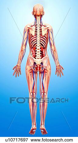 Stock Illustration - Female anatomy, artwork. Fotosearch