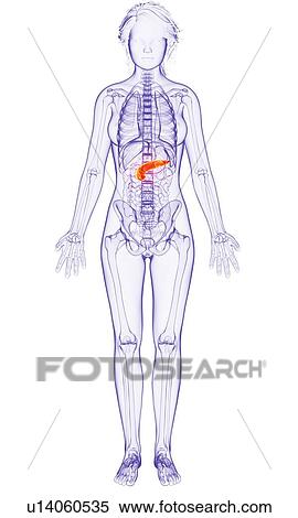 Stock Illustration - Female anatomy, artwork. Fotosearch