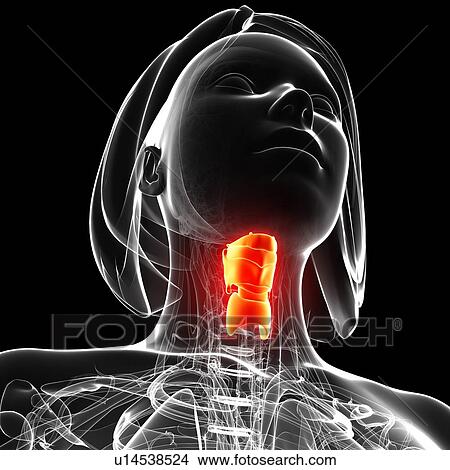 Female anatomy, artwork View Large Illustration Stock Illustration - Female anatomy, artwork. Fotosearch