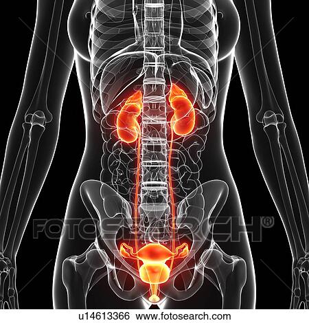 Stock Illustration - Female anatomy, artwork. Fotosearch