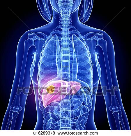 Female anatomy, artwork View Large Illustration Stock Illustration - Female anatomy, artwork. Fotosearch