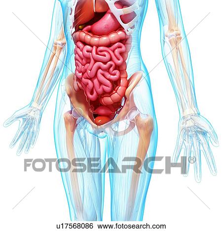 Female anatomy, artwork View Large Illustration Stock Illustration - Female anatomy, artwork. Fotosearch