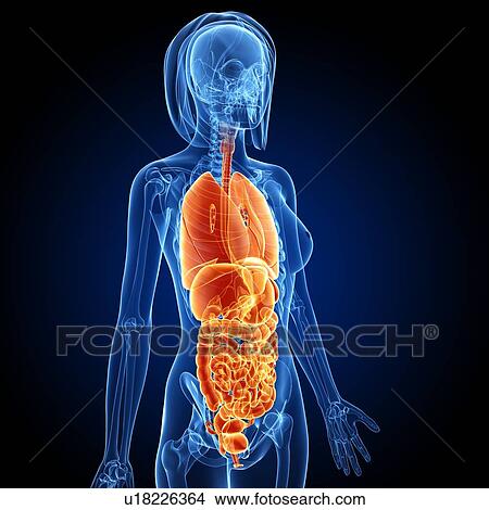 Stock Illustration - Female anatomy, artwork. Fotosearch