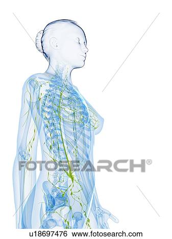 Stock Illustration - Female anatomy, artwork. Fotosearch