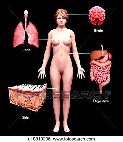 Stock Illustration - Female anatomy, artwork. Fotosearch