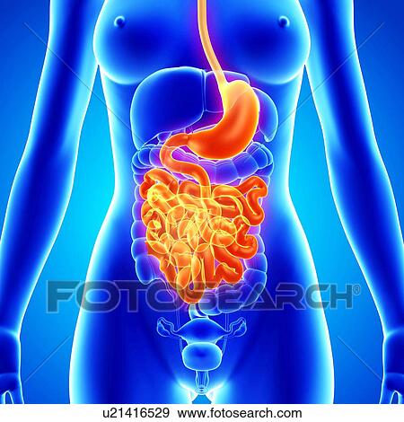 Stock Illustration - Female anatomy, artwork. Fotosearch
