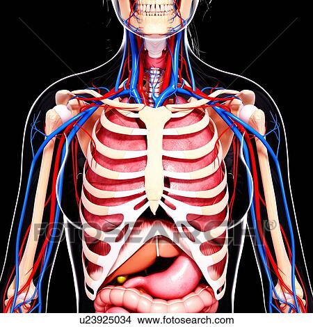 Female anatomy, artwork View Large Illustration Stock Illustration - Female anatomy, artwork. Fotosearch