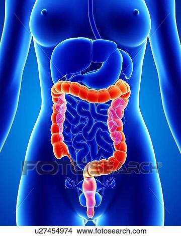 Female anatomy, artwork View Large Illustration Stock Illustration - Female anatomy, artwork. Fotosearch