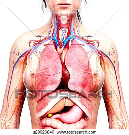Stock Illustration - Female anatomy, artwork. Fotosearch