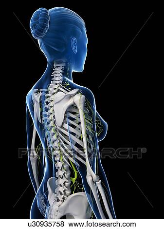 Stock Illustration - Female anatomy, artwork. Fotosearch